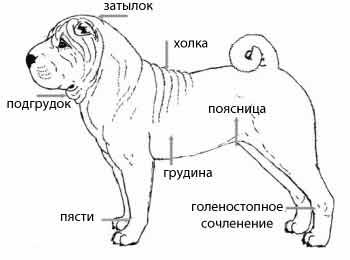 Визуализация шар-пея